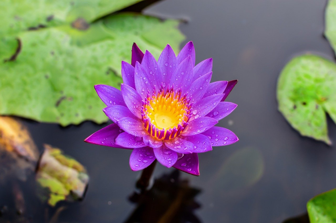 Blue Lotus Flowers