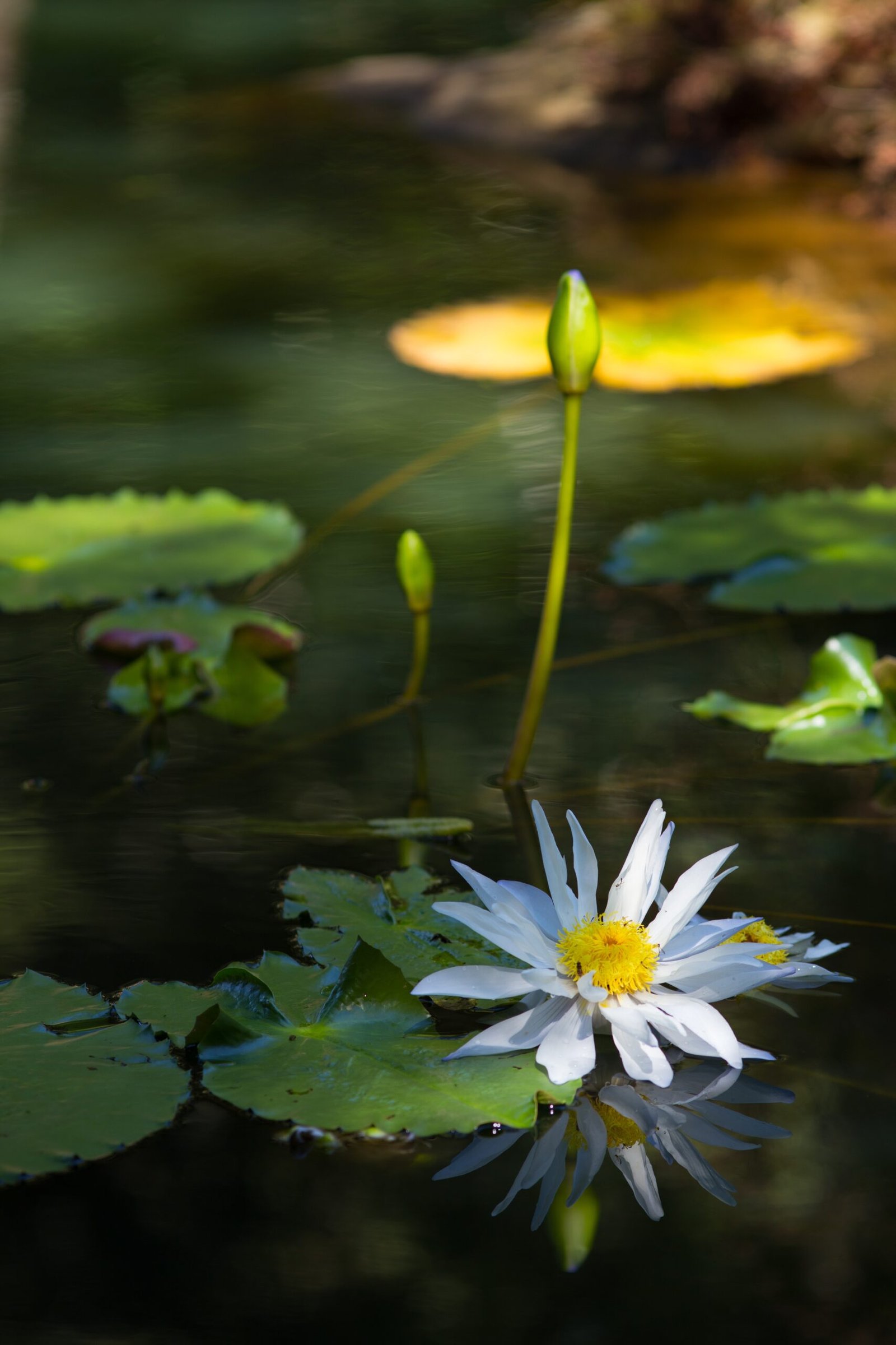 Nymphaea Lotus
