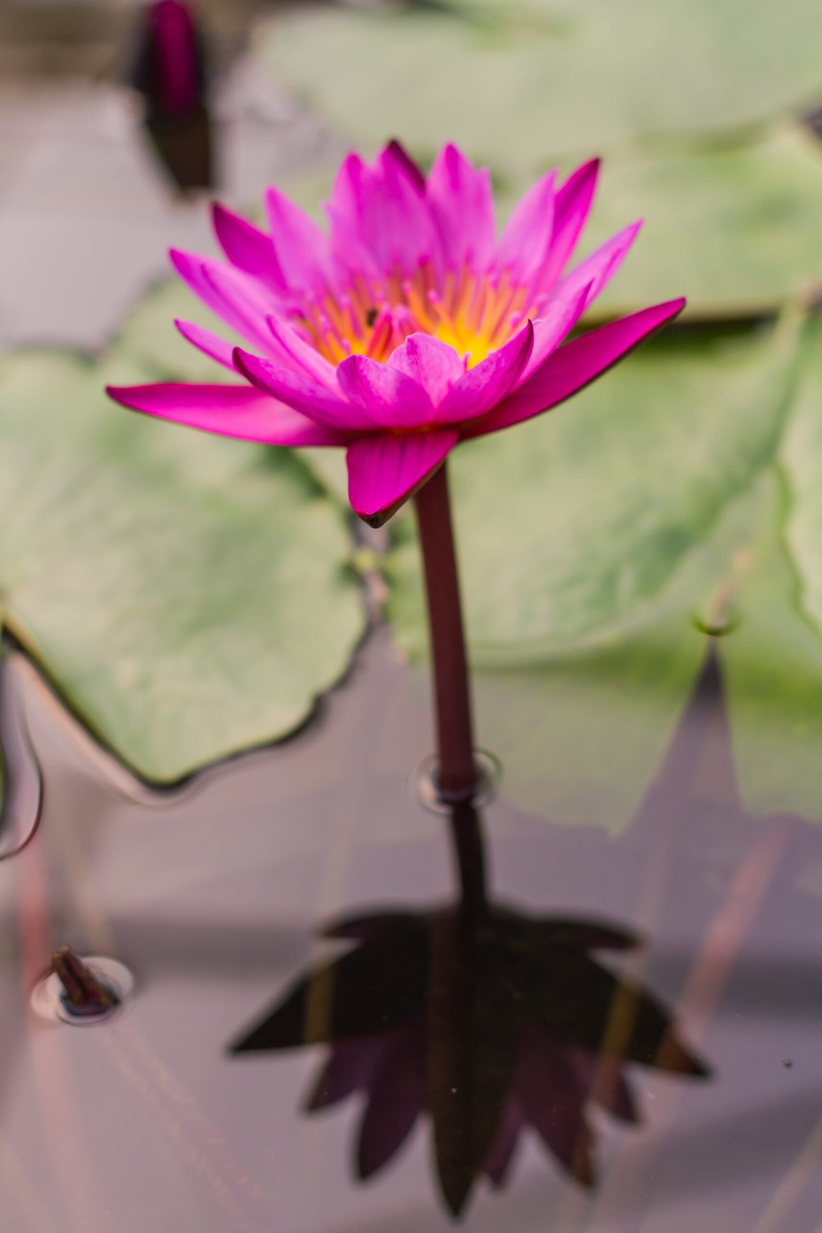 Nymphaea Caerulea