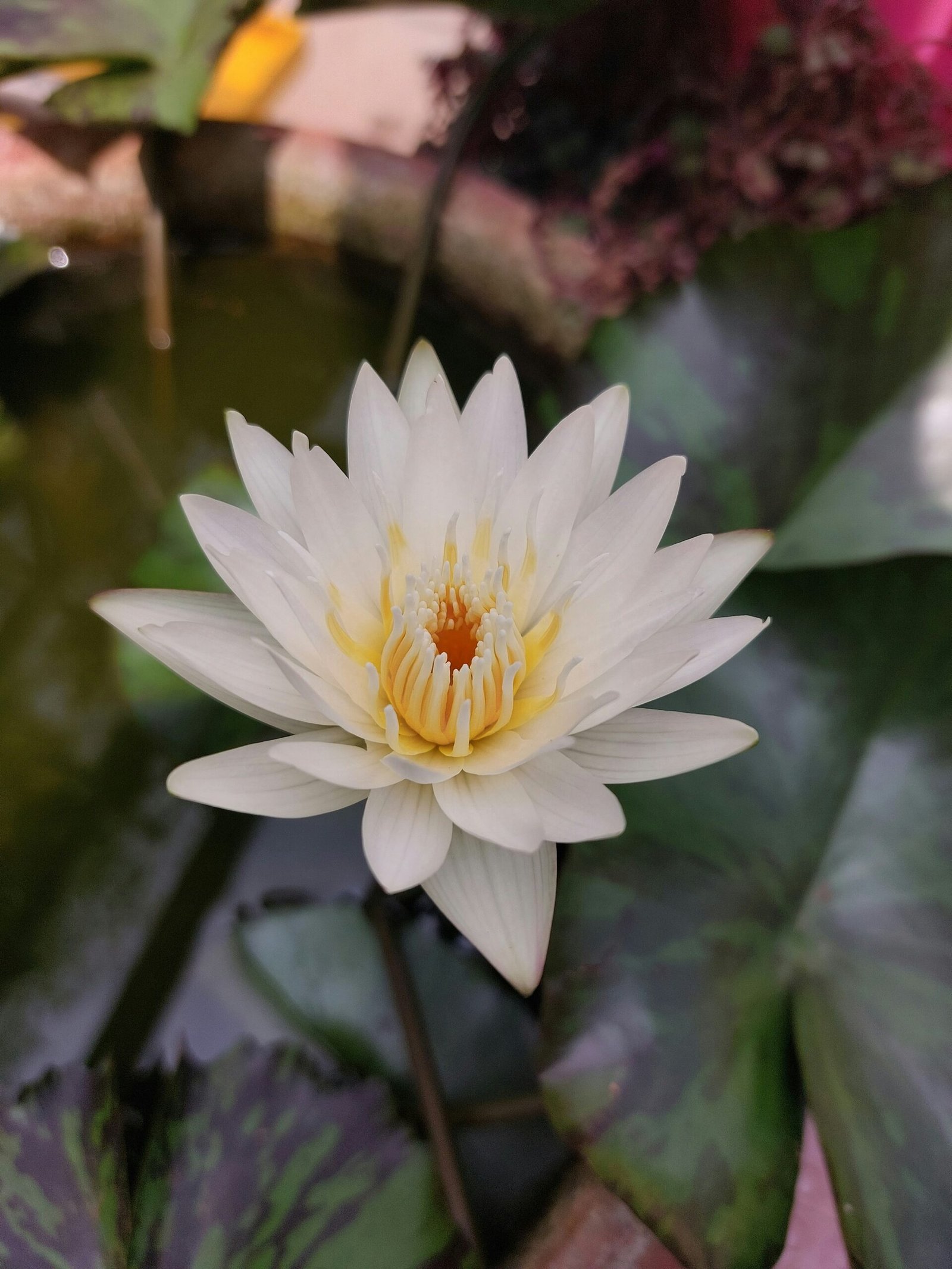 White Lotus Flowers