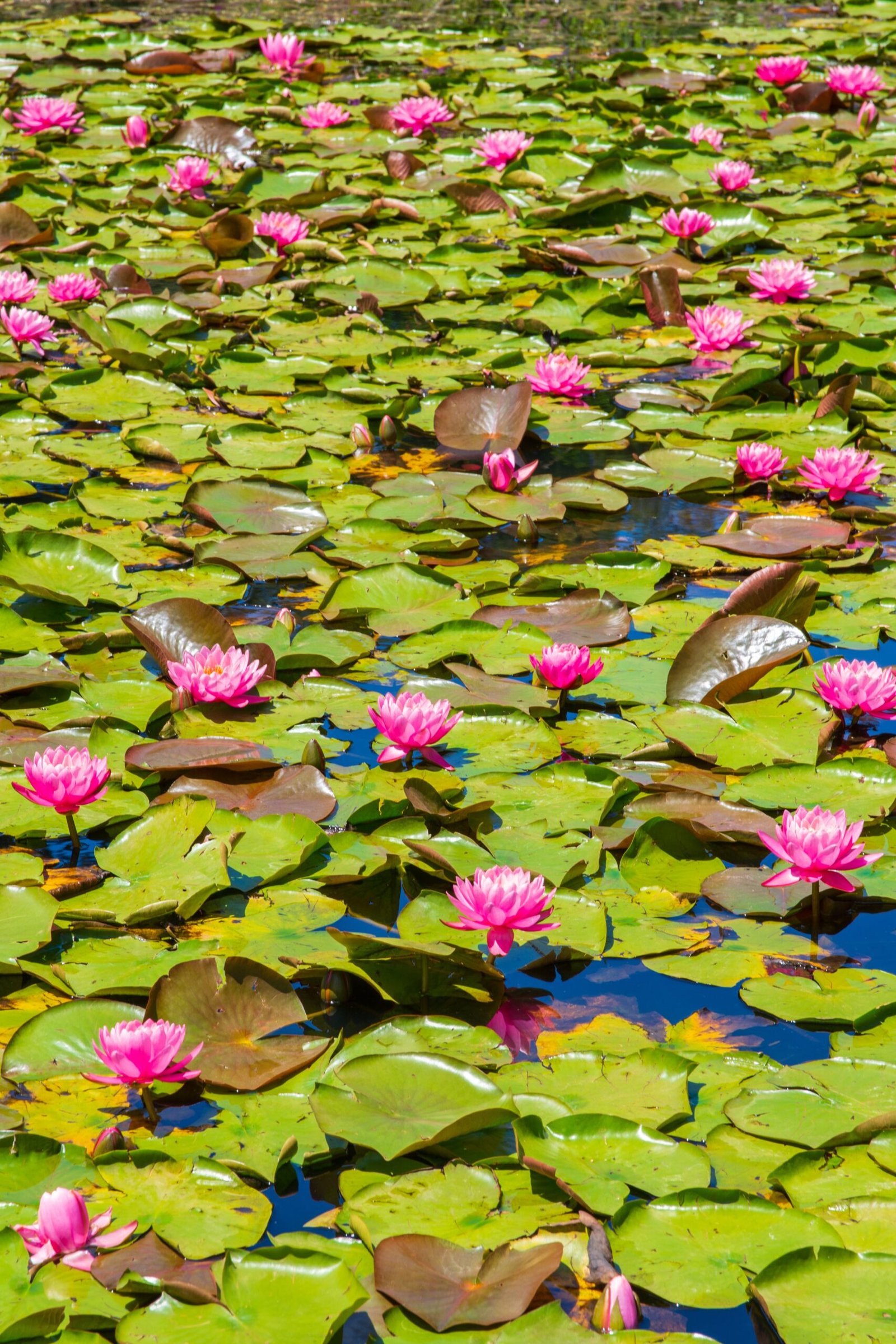 Nelumbo Nucifera