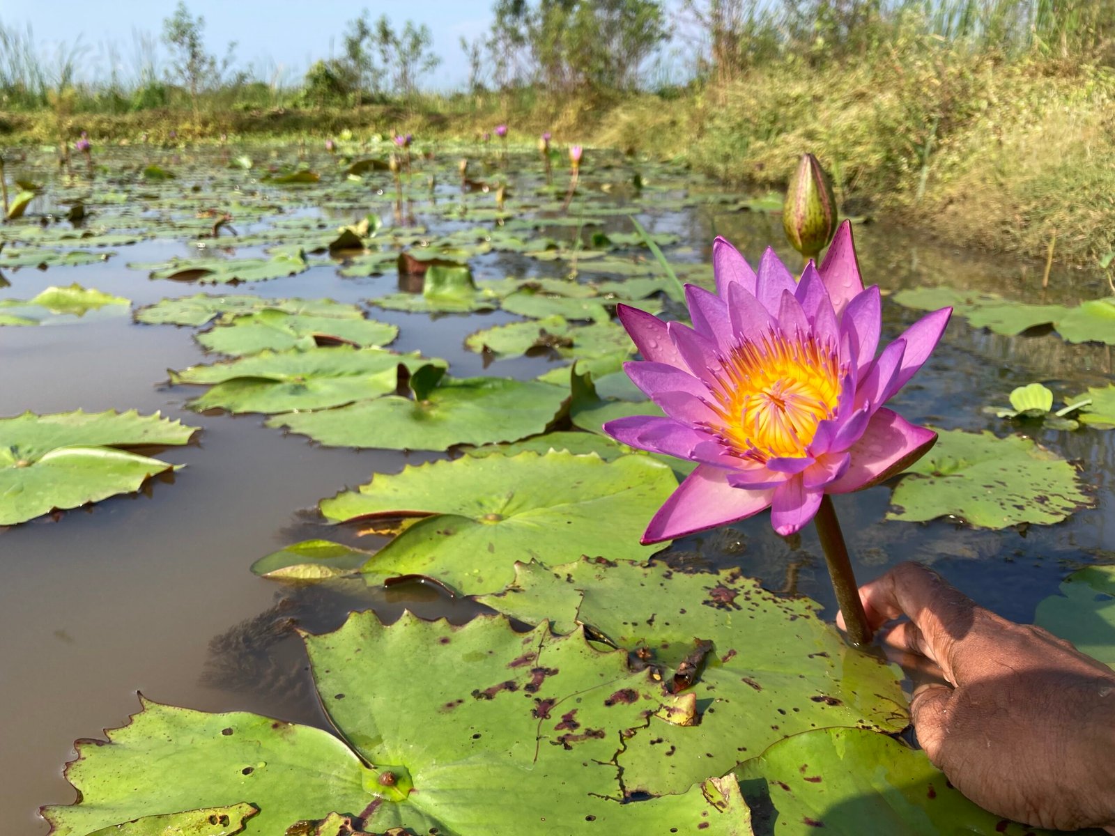 Blue Lotus (Nymphaea Caerulea)
