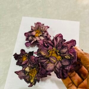 Dried Red/ Pink Lotus Whole Flowers (Nelumbo nucifera)