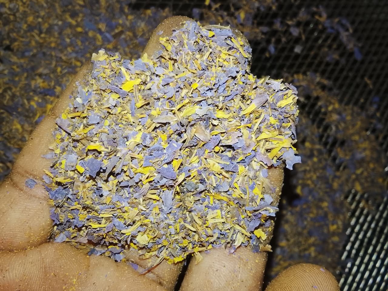 Dried Blue Lotus Flower Smoke Cut (Nymphaea caerulea) - Image 3