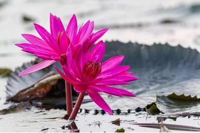 Dried Red Water Lily Whole Flowers (Nymphaea rubra) 100% Ceylon Organic | Herbal Tea / Smoke / Whole Flowers | 20g – 30kg - Ceylon Lotus Mart - Image 2