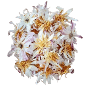 Dried White Water Lily Whole Flowers (Nymphaea alba) 100% Ceylon Organic | Herbal Tea / Smoke / Whole Flowers | 20g – 30kg - Ceylon Lotus Mart