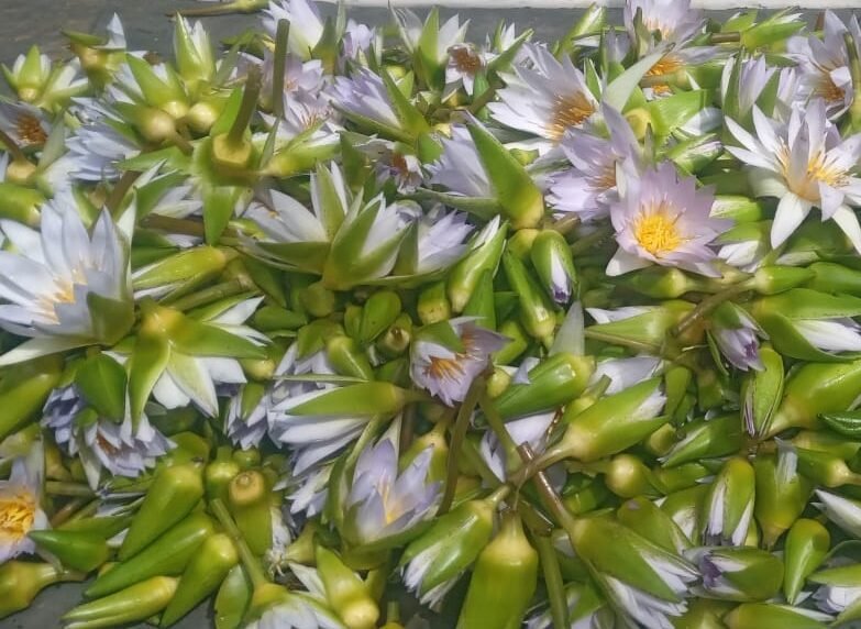 Dried Rare Authentic Real Egyptian Blue Lotus Dried Flowers (Nymphaea nouchali var. caerulea) 100% Ceylon Organic | Herbal Tea / Smoke / Whole Flowers | 10g – 100kg - Ceylon Lotus Mart - Image 8