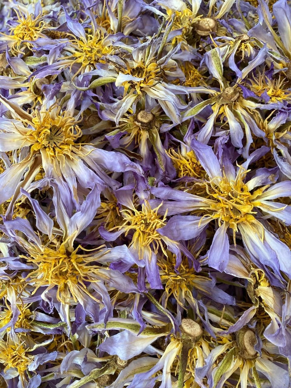 Dried Rare Authentic Real Egyptian Blue Lotus Dried Flowers (Nymphaea nouchali var. caerulea) 100% Ceylon Organic | Herbal Tea / Smoke / Whole Flowers | 10g – 100kg - Ceylon Lotus Mart - Image 5