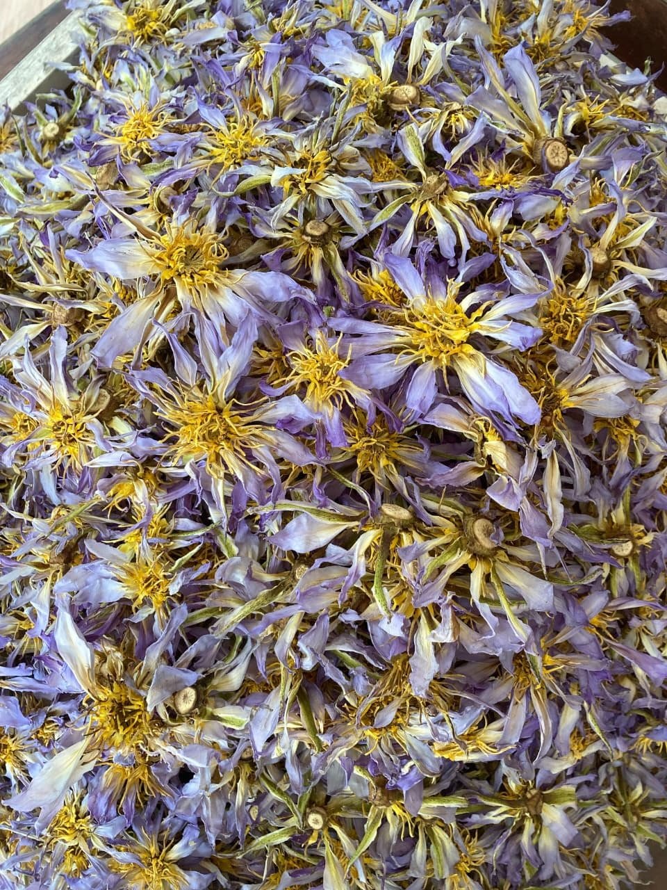 Dried Rare Authentic Real Egyptian Blue Lotus Dried Flowers (Nymphaea nouchali var. caerulea) 100% Ceylon Organic | Herbal Tea / Smoke / Whole Flowers | 10g – 100kg - Ceylon Lotus Mart - Image 3