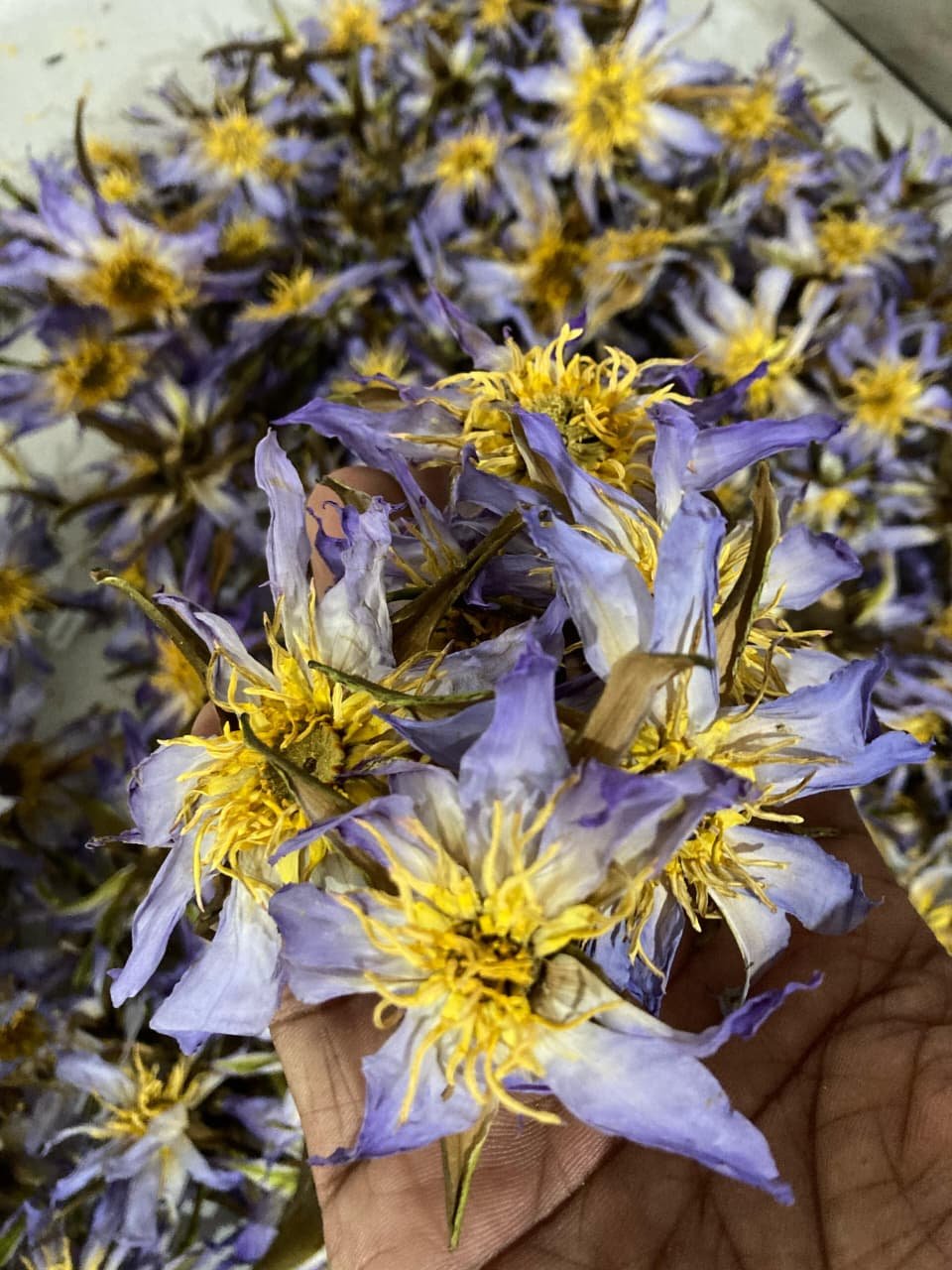 Dried Rare Authentic Real Egyptian Blue Lotus Dried Flowers (Nymphaea nouchali var. caerulea) 100% Ceylon Organic | Herbal Tea / Smoke / Whole Flowers | 10g – 100kg - Ceylon Lotus Mart - Image 2