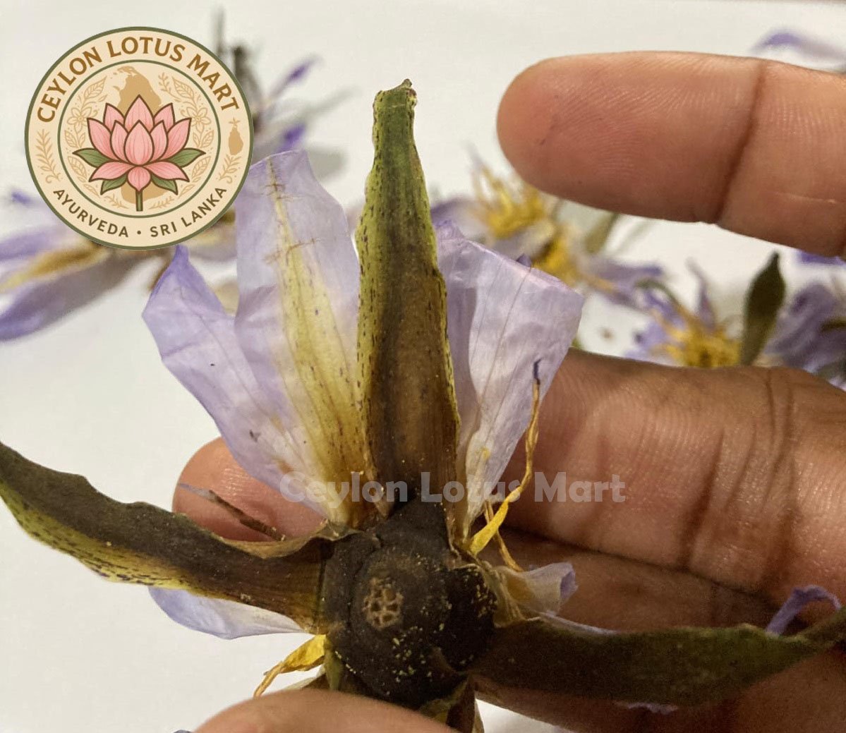Dried Rare Authentic Real Egyptian Blue Lotus Dried Flowers (Nymphaea nouchali var. caerulea) 100% Ceylon Organic | Herbal Tea / Smoke / Whole Flowers | 10g – 100kg - Ceylon Lotus Mart - Image 12