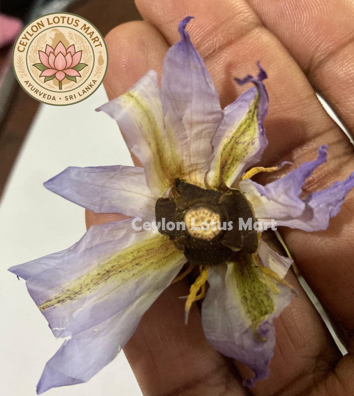 Dried Rare Authentic Real Egyptian Blue Lotus Dried Flowers (Nymphaea nouchali var. caerulea) 100% Ceylon Organic | Herbal Tea / Smoke / Whole Flowers | 10g – 100kg - Ceylon Lotus Mart - Image 13