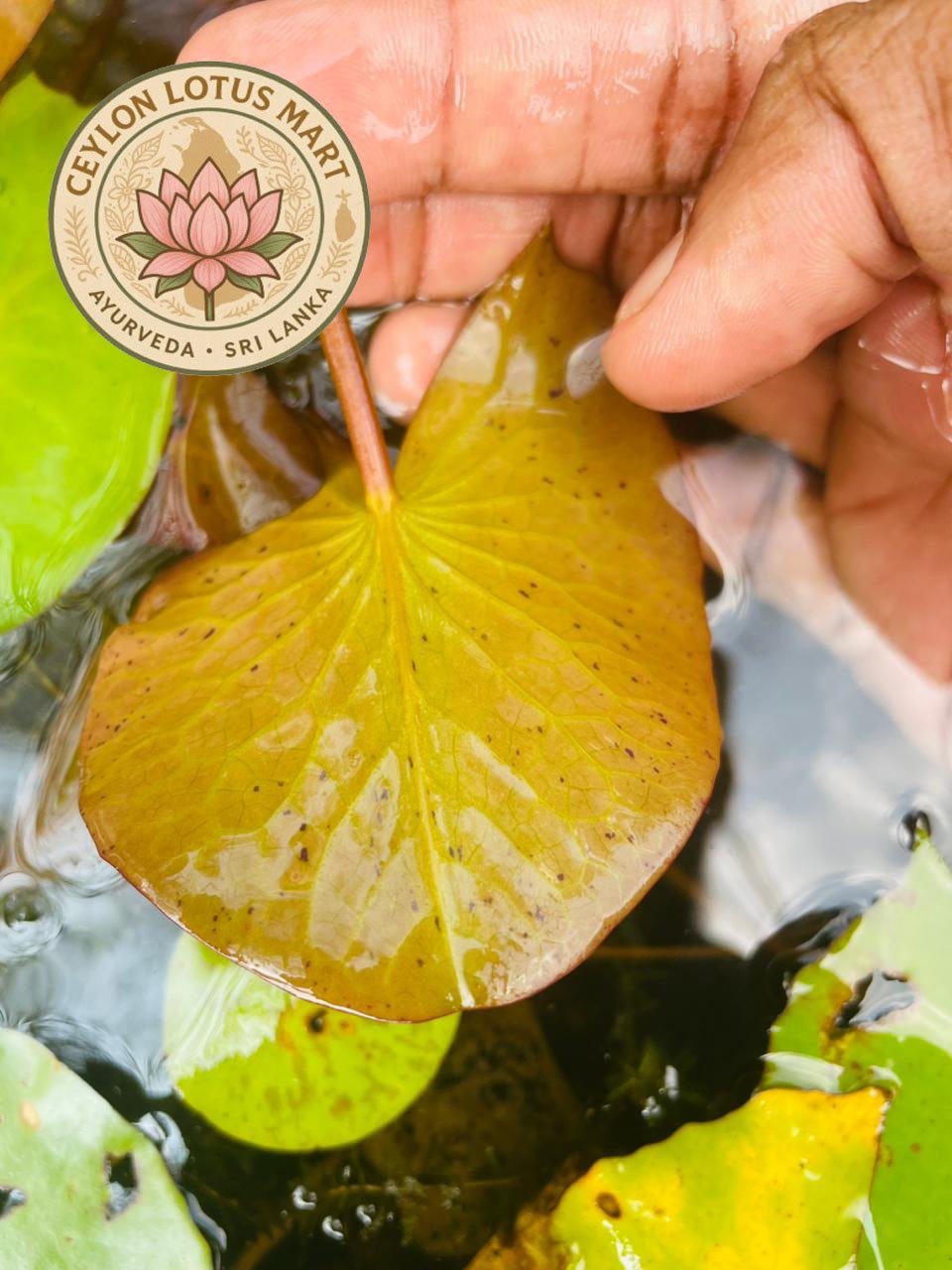 Dried Rare Authentic Real Egyptian Blue Lotus Dried Flowers (Nymphaea nouchali var. caerulea) 100% Ceylon Organic | Herbal Tea / Smoke / Whole Flowers | 10g – 100kg - Ceylon Lotus Mart - Image 10