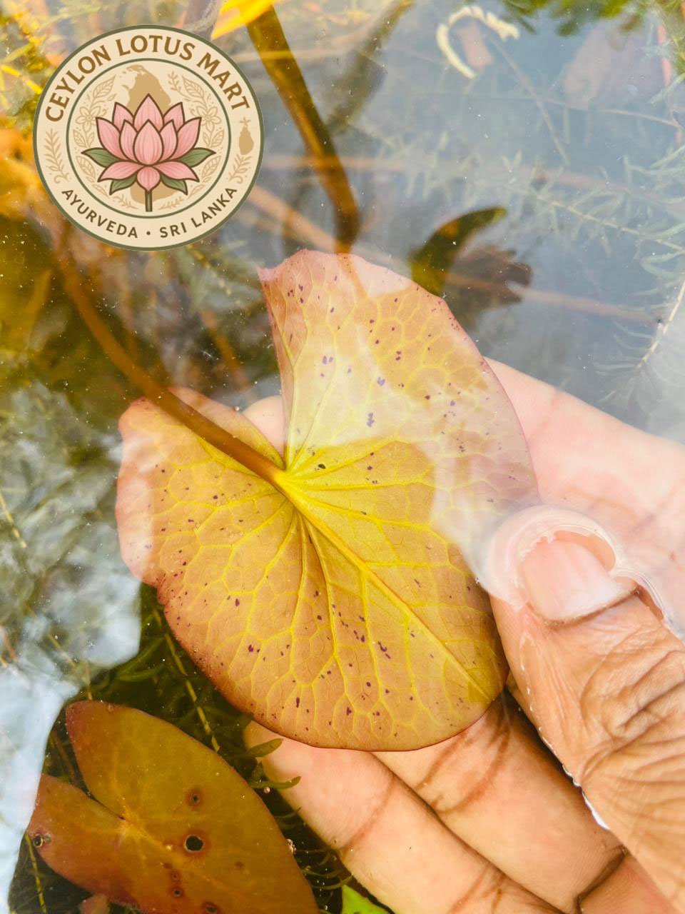Dried Rare Authentic Real Egyptian Blue Lotus Dried Flowers (Nymphaea nouchali var. caerulea) 100% Ceylon Organic | Herbal Tea / Smoke / Whole Flowers | 10g – 100kg - Ceylon Lotus Mart - Image 11