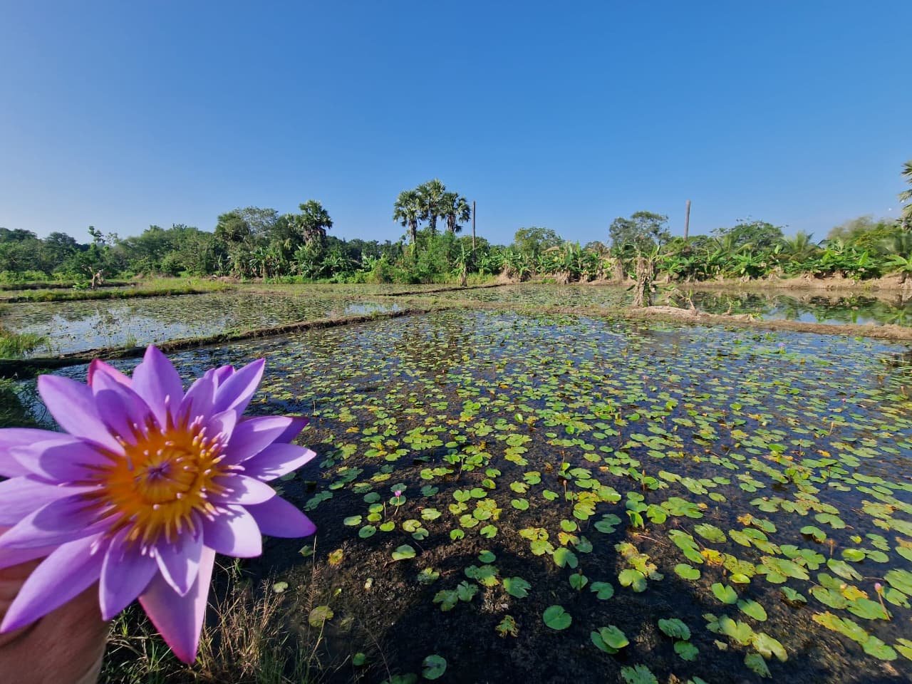 Lotus Farm