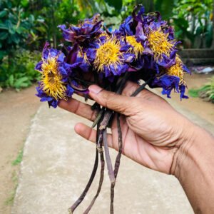 Dried Blue Lotus Whole Flowers with Talk (Nymphaea caerulea) 100% Ceylon Organic | Herbal Tea / Smoke / Whole Flowers with Talk | 20g – 30kg - Ceylon Lotus Mart