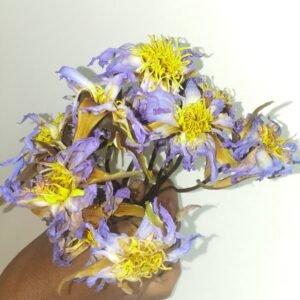 Dried Rare Authentic Real Egyptian Blue Lotus Dried Flowers with Stalk (Nymphaea nouchali var. caerulea) 100% Ceylon Organic | Herbal Tea / Smoke / Whole Flowers | 10g – 100kg - Ceylon Lotus Mart (Copy)
