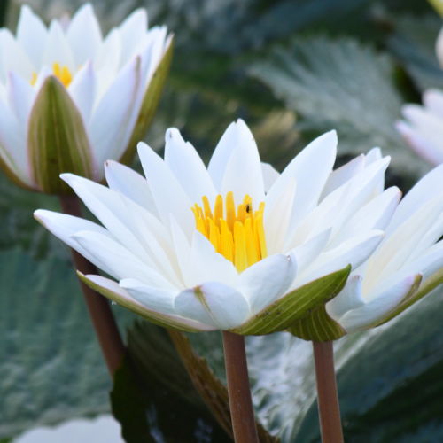 16911564847_40d15134a4_b