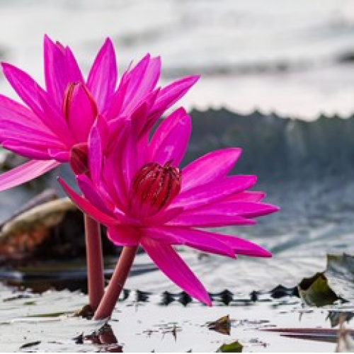 close-red-lotus-nong-harn-260nw