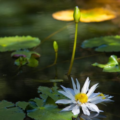 A closeup of a white sacred lotus on a lake under sunlight with a blurry background